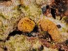 Habitus