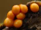 Habitus