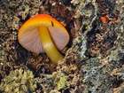 Habitus