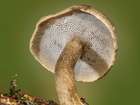 Habitus
