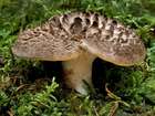 Habitus
