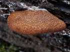Habitus