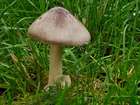 Habitus