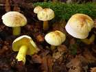 Habitus