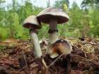 Habitus