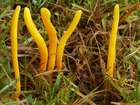Habitus