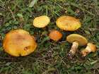 Habitus