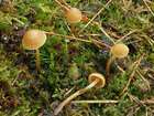 Habitus